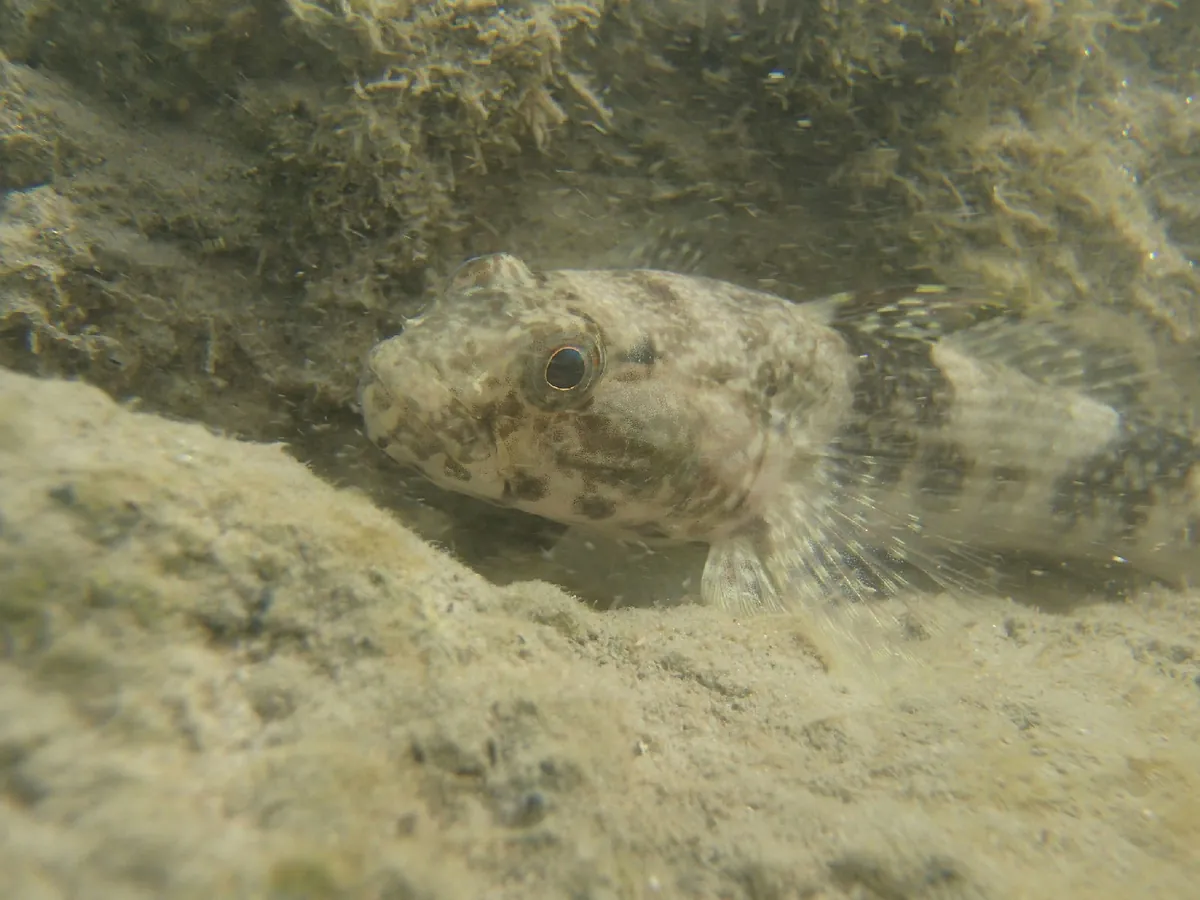 Frillfin Goby