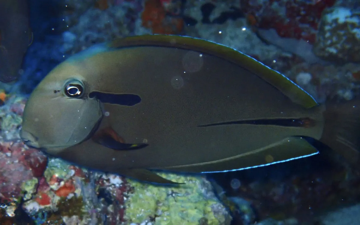 Eyeline Surgeonfish