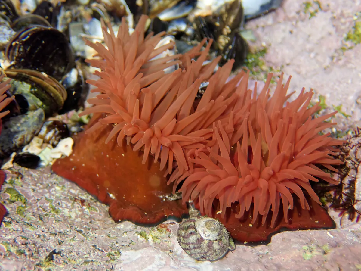 Atlantic Beadlet Anemone