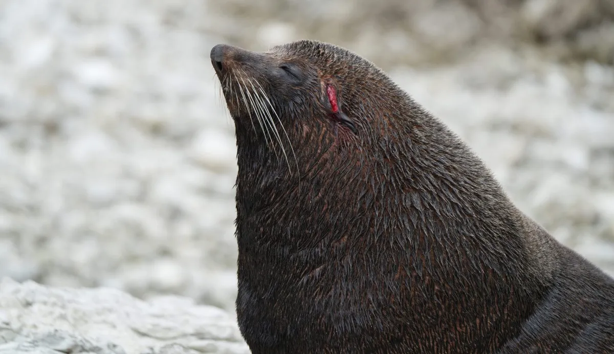 Fur seals