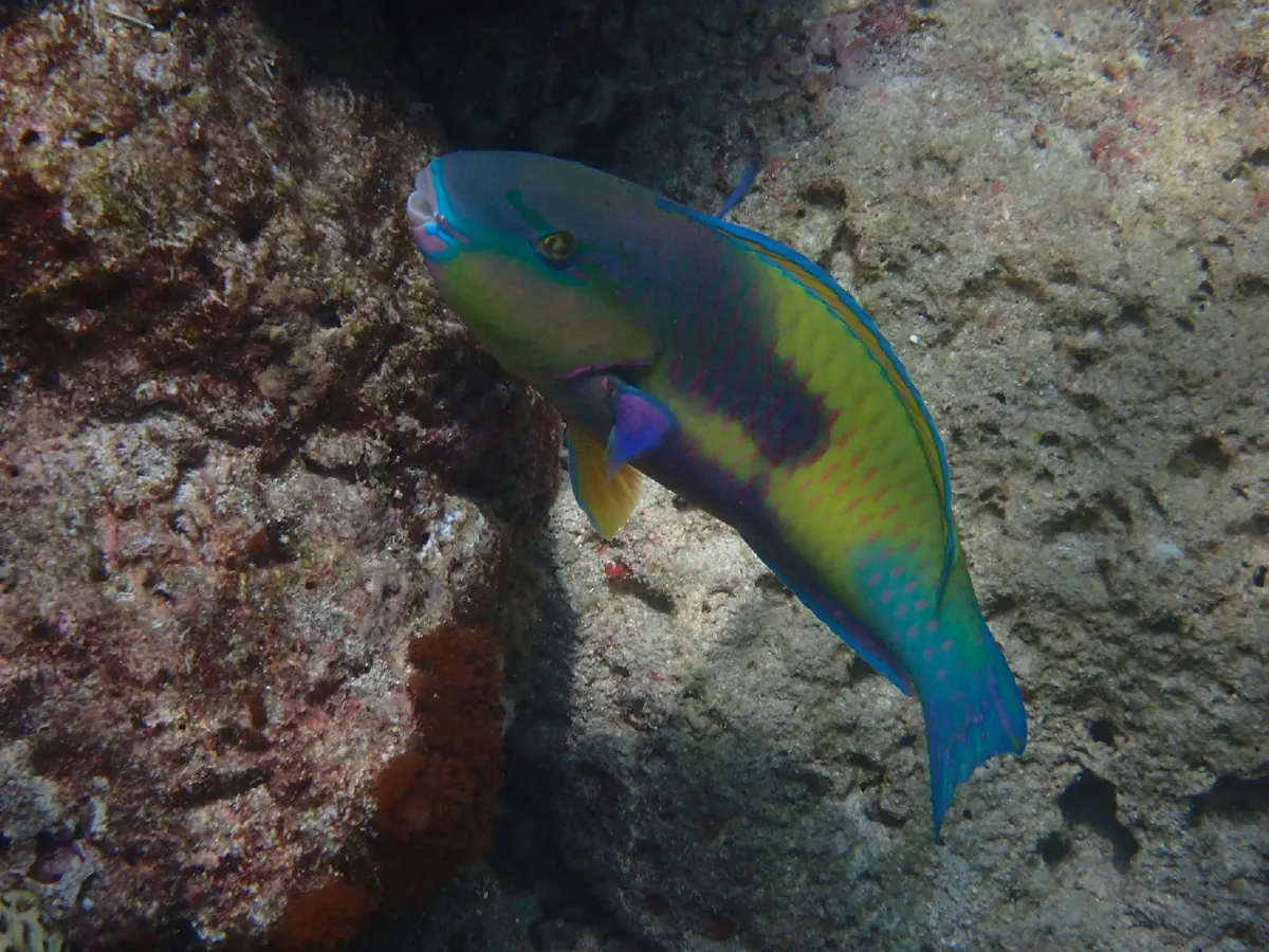 Palecheek parrotfish