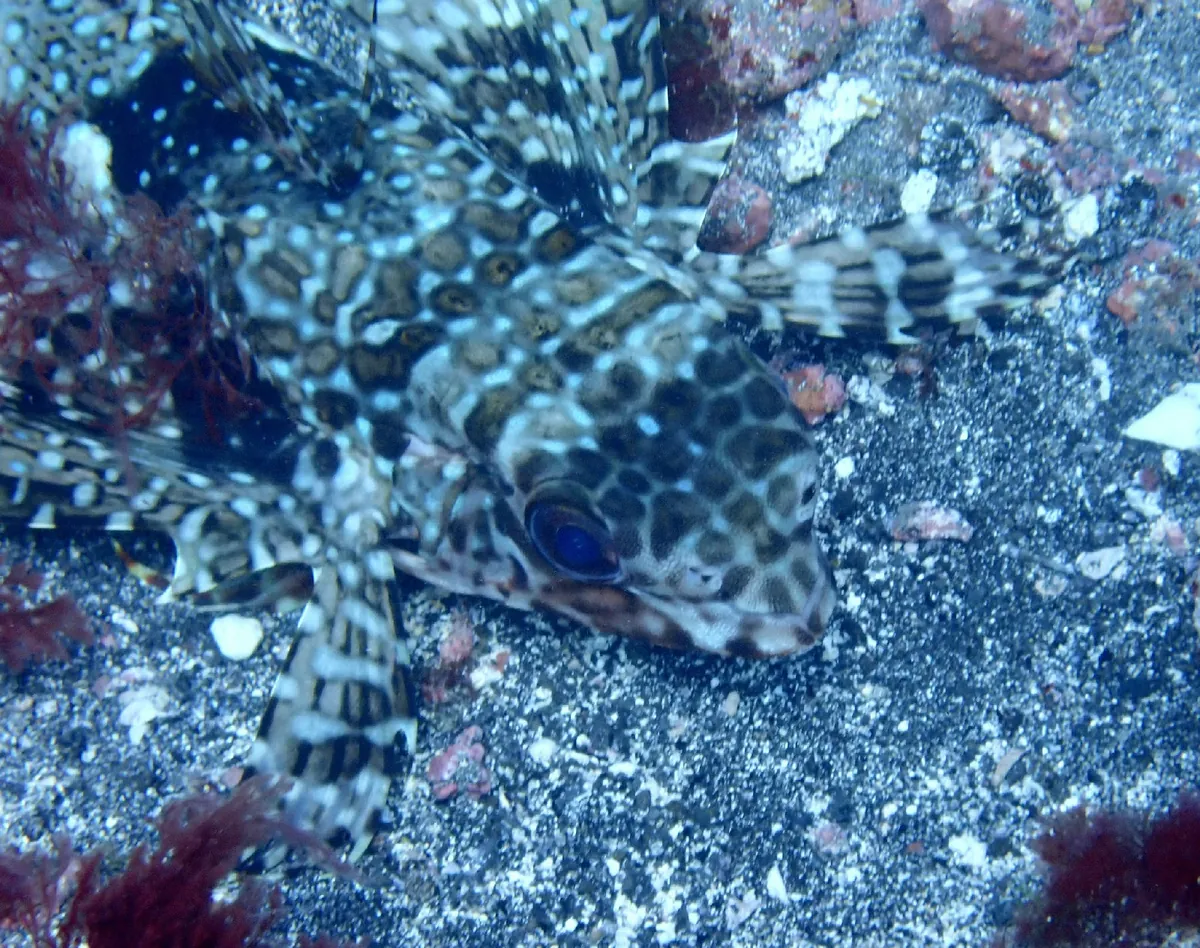 Flying gurnard