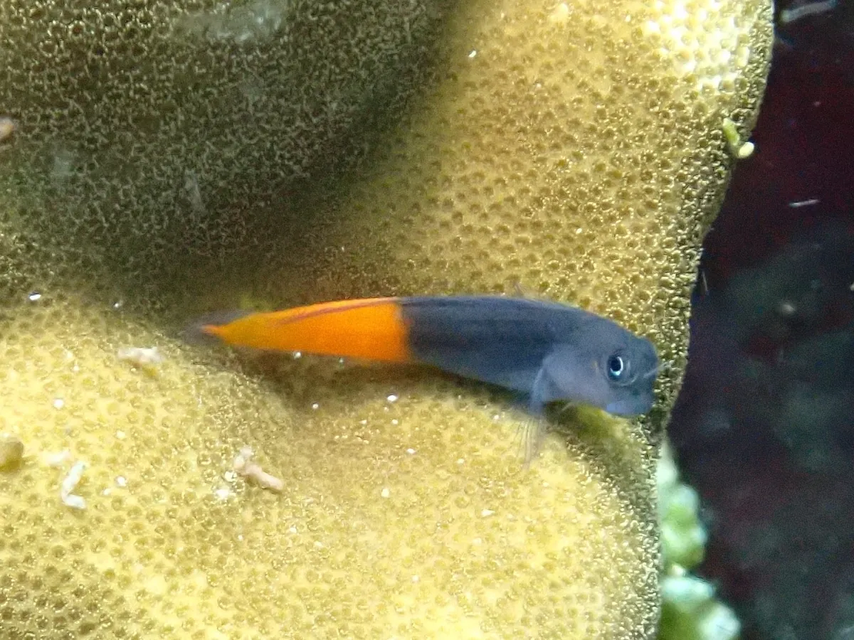 Bicolor Blenny