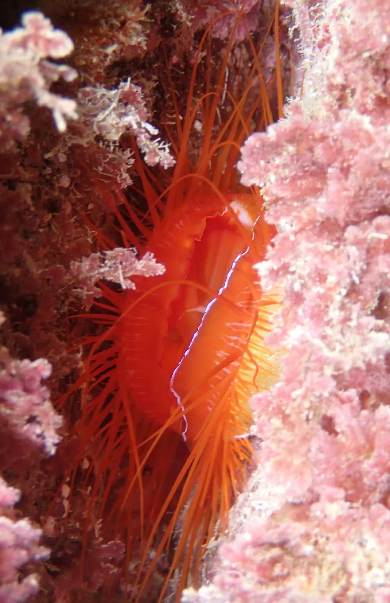 Electric fileclam