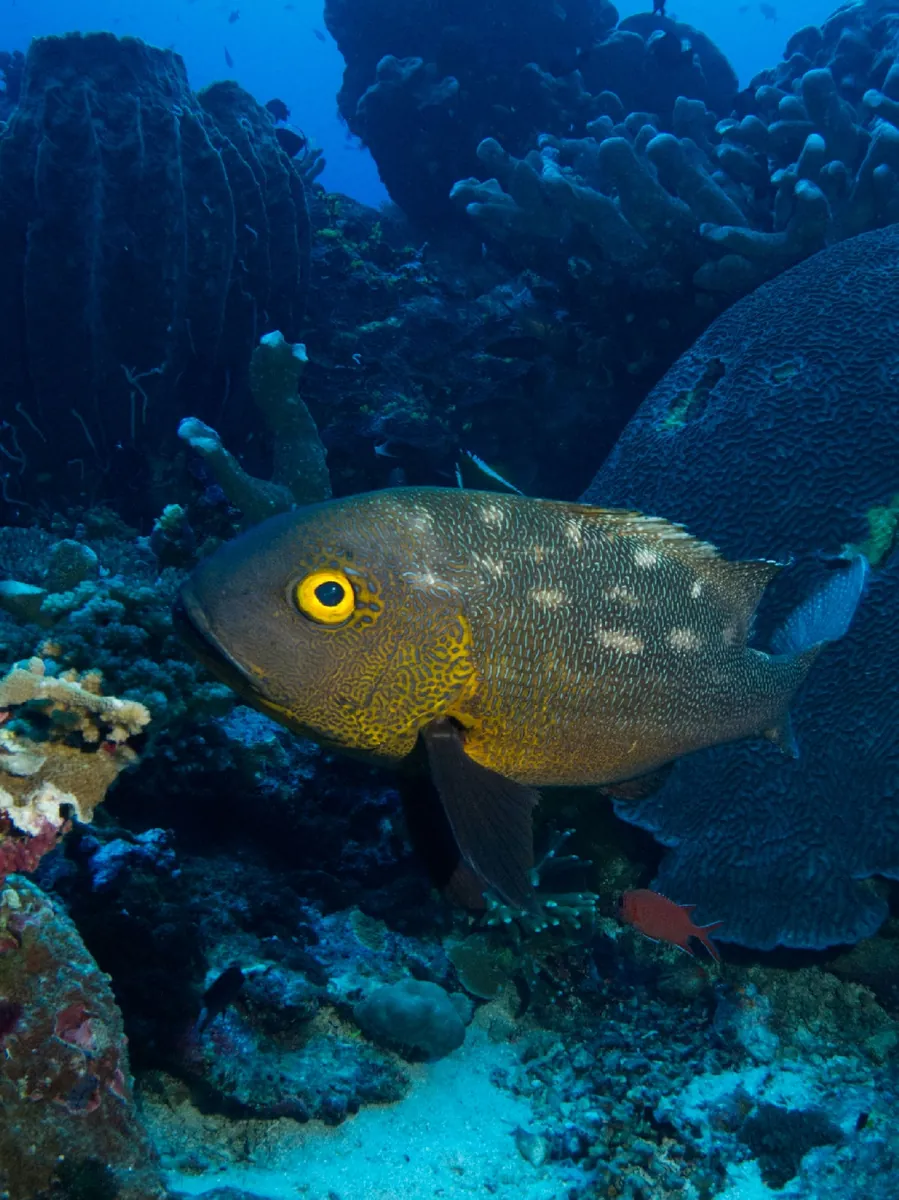 Midnight Snapper