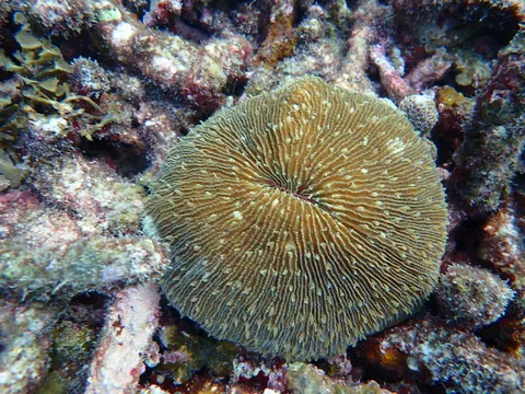 Common Mushroom Coral