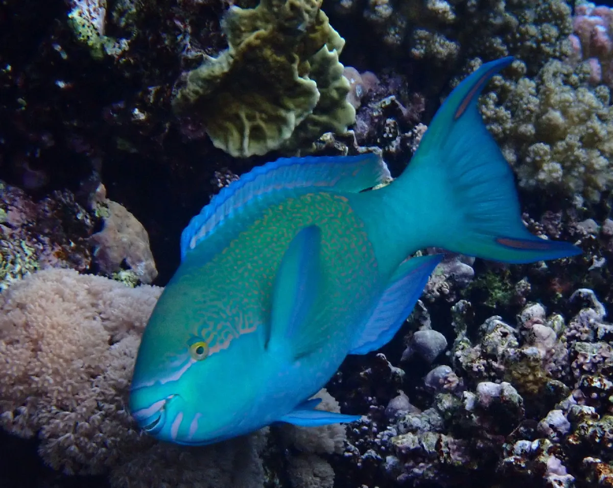 Bridled parrotfish