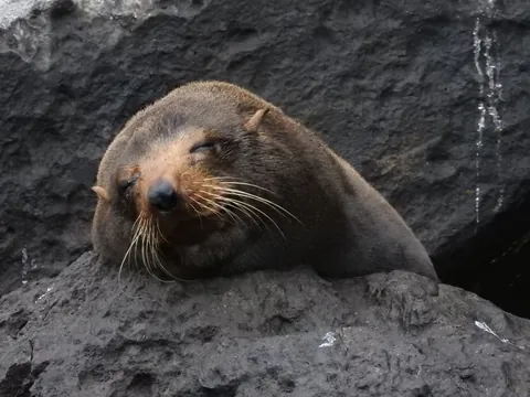 Galapagos fur seal