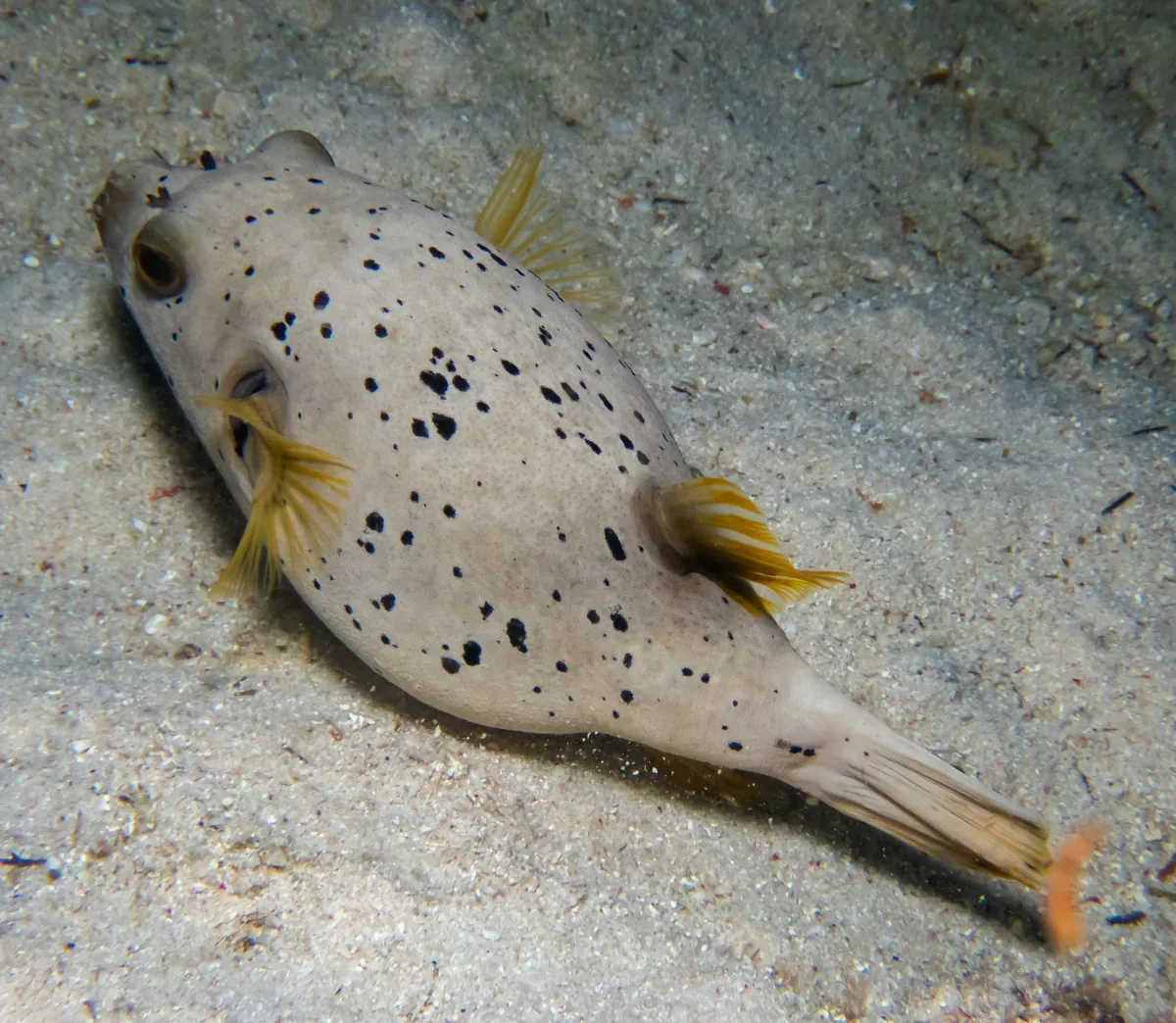 Blackspotted puffer