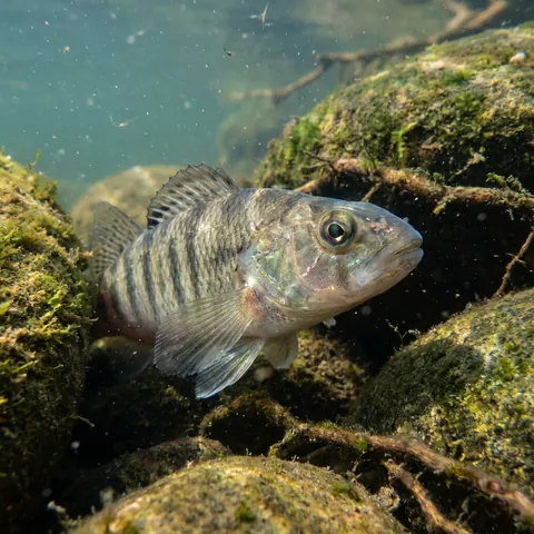 Swamp Darter