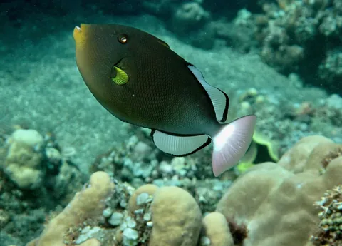 Pinktail triggerfish