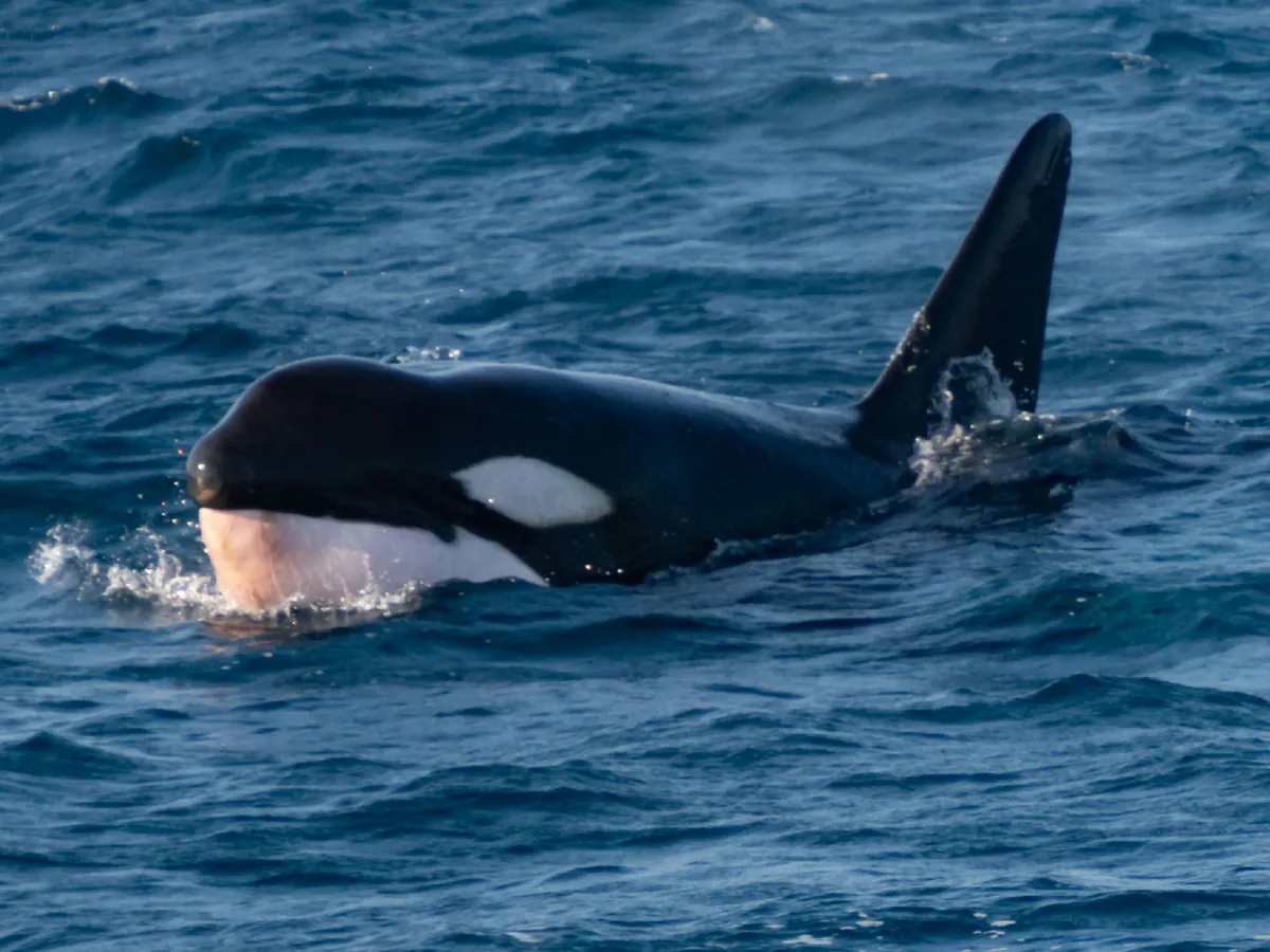 Killer Whale (Orca)