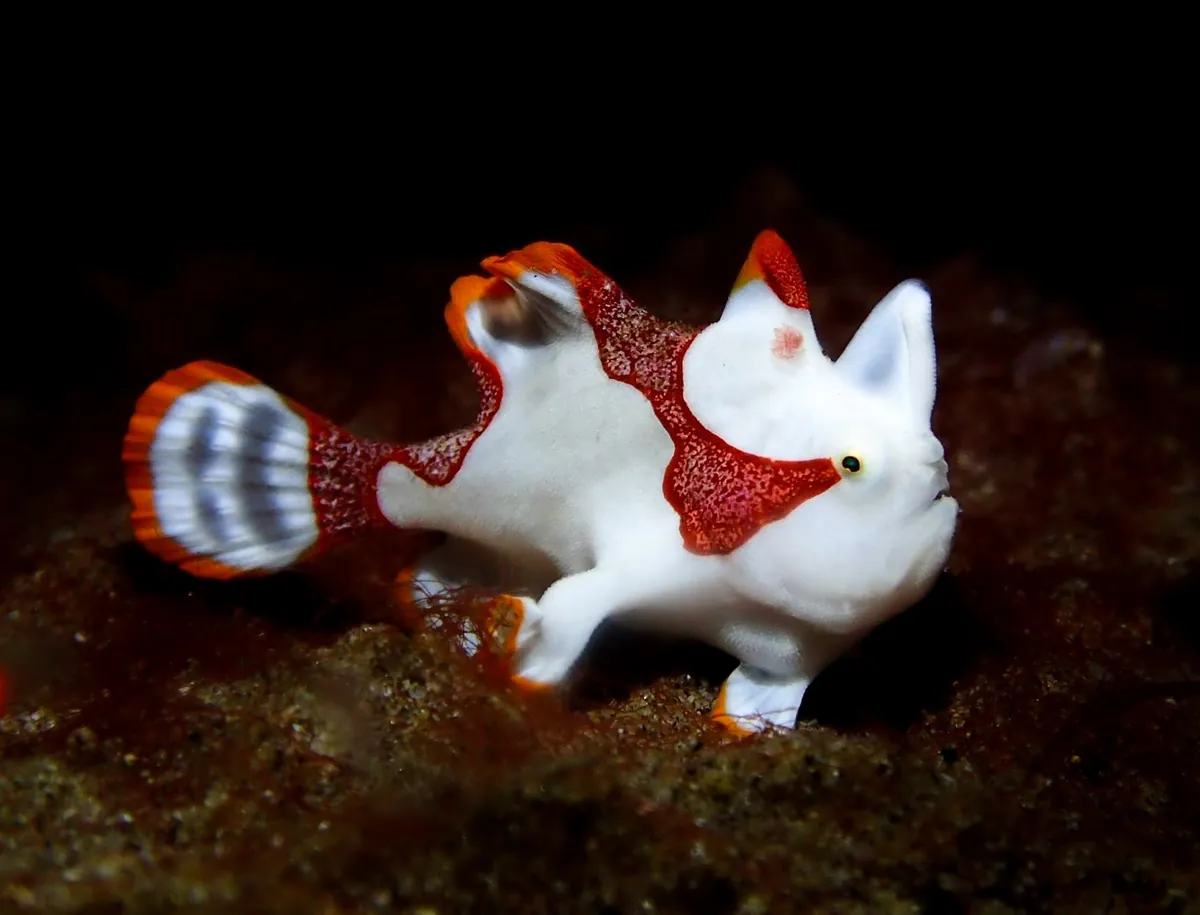 Warty frogfish