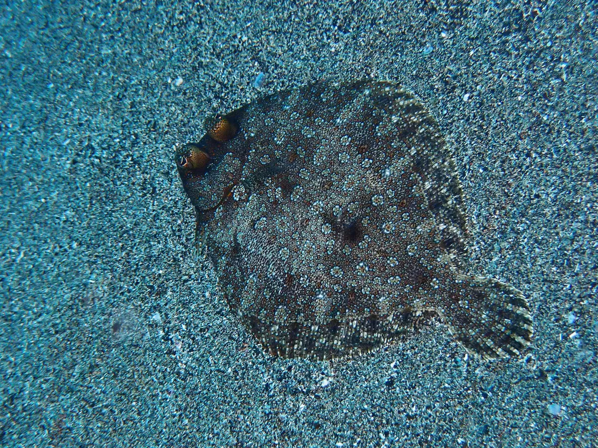 Wide-eyed flounder