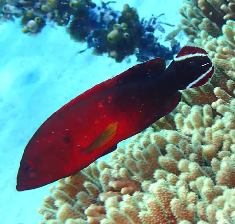 Darkfin hind