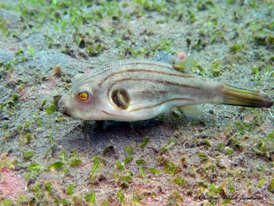 Narrow-lined Puffer