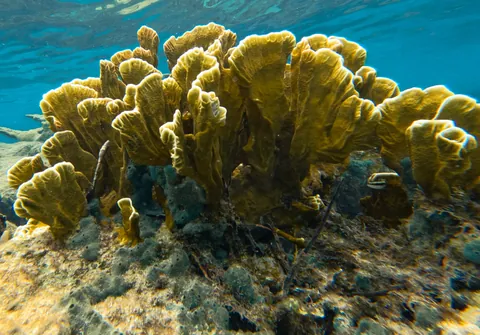 Blade Fire Coral