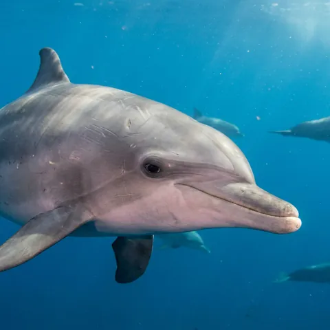 Guyana Dolphin
