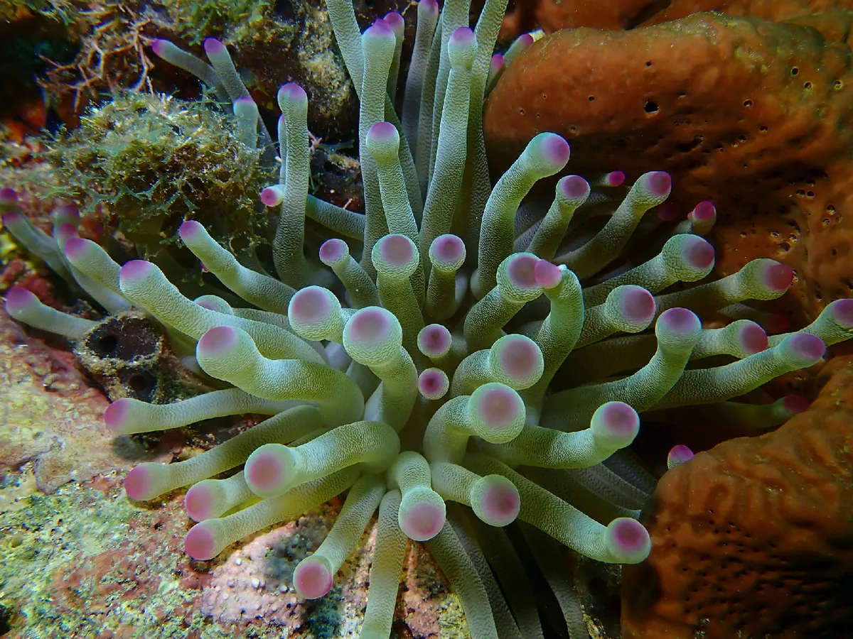 Giant Anemone