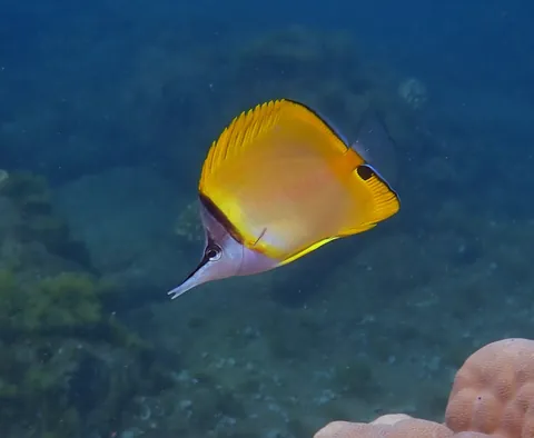 Longnose butterfly fish