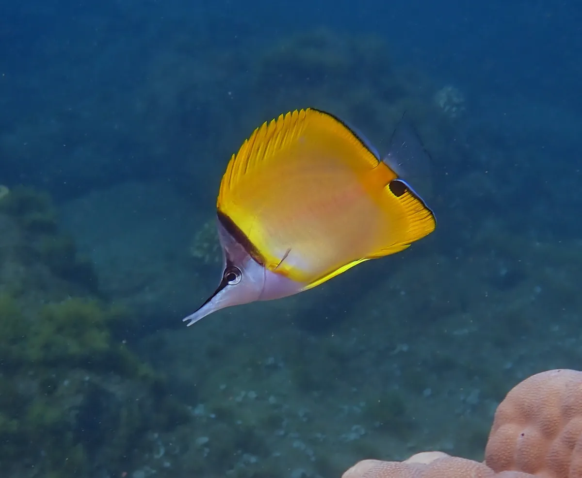 Longnose butterfly fish