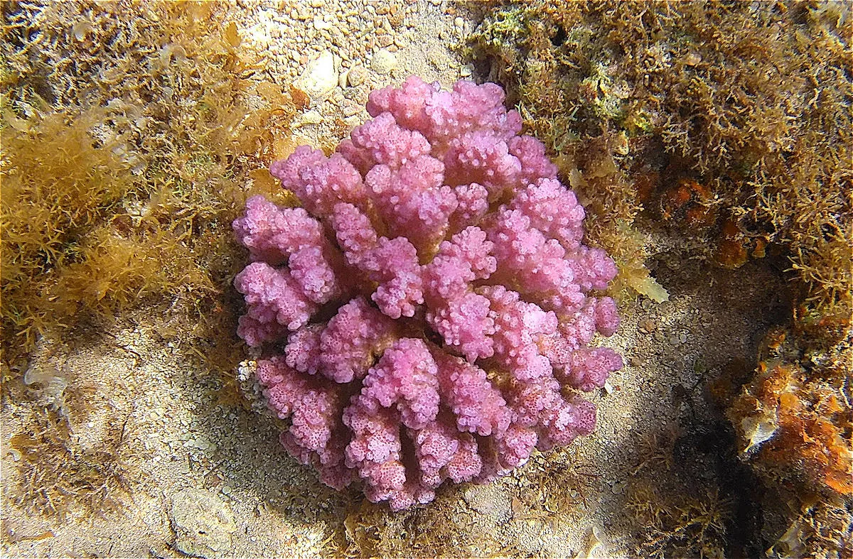 Cauliflower Coral