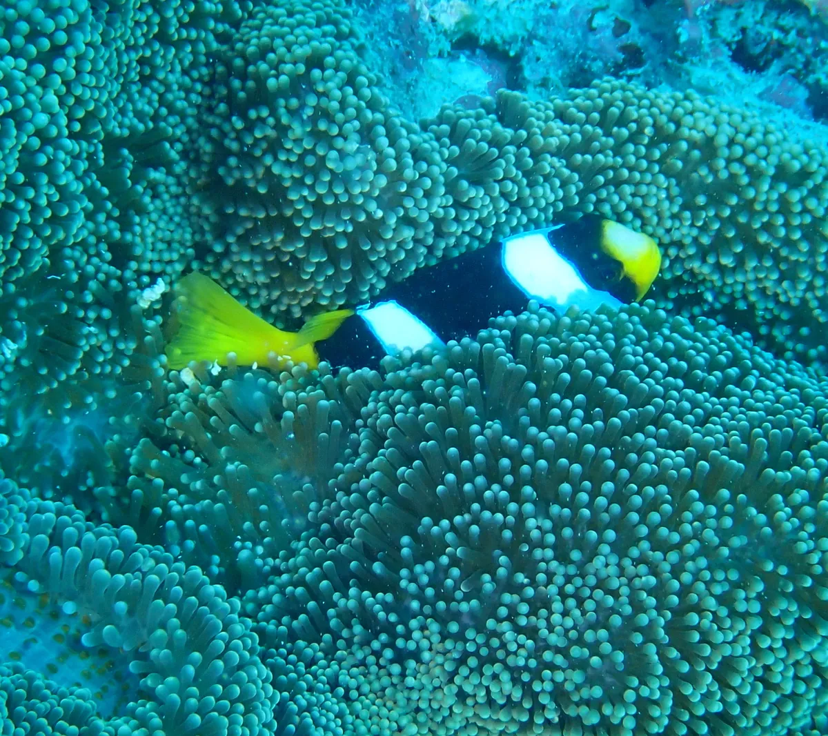 Yellowtail clownfish