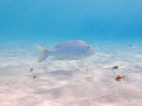 Spangled emperor