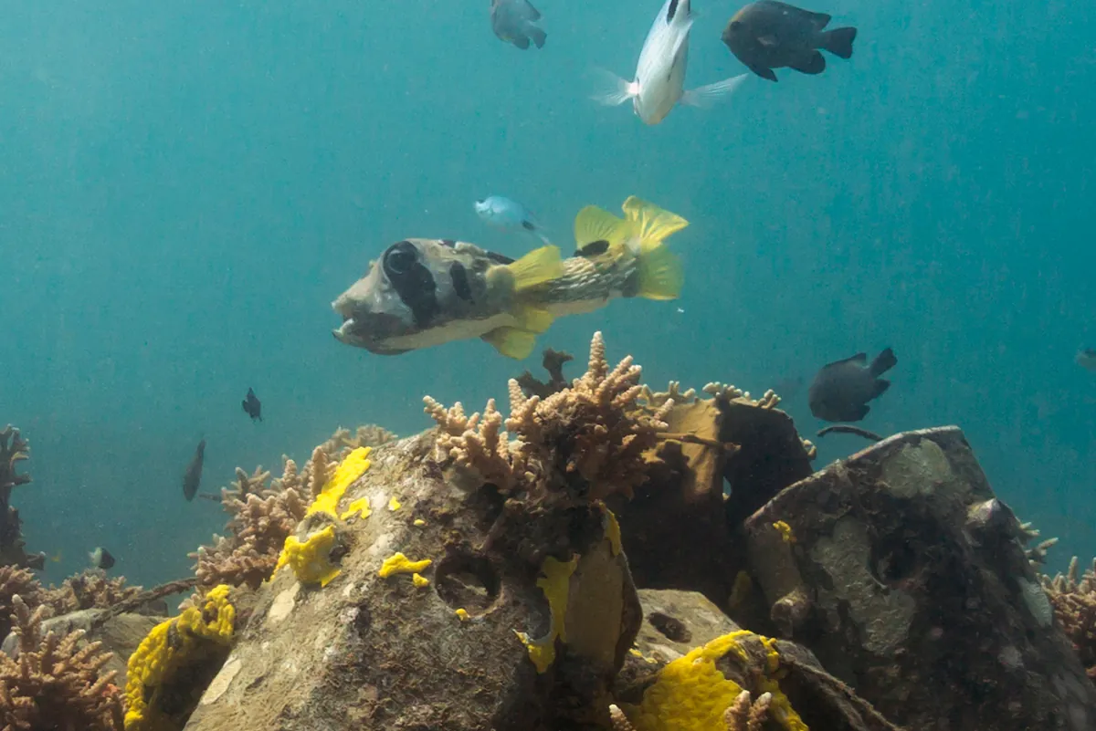 Black-blotched porcupinefish