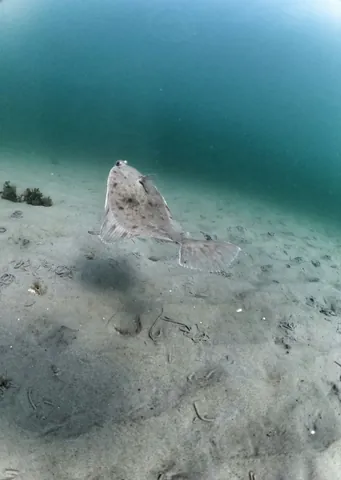 European flounder