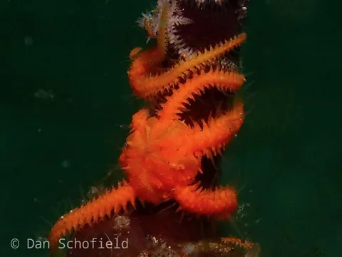 Commensal Brittle Star