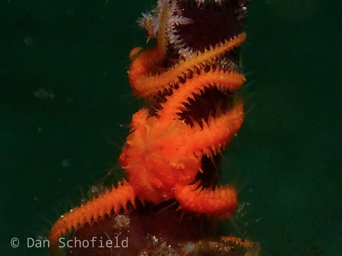 Commensal Brittle Star