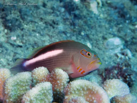 Arc-eye hawkfish