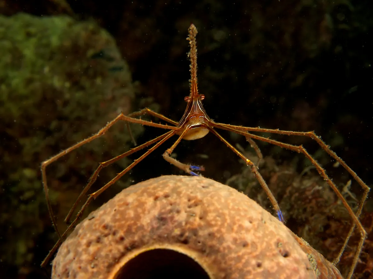 Yellowline Arrow Crab
