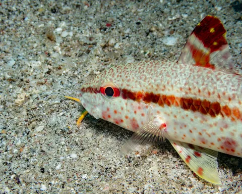 Freckled goatfish