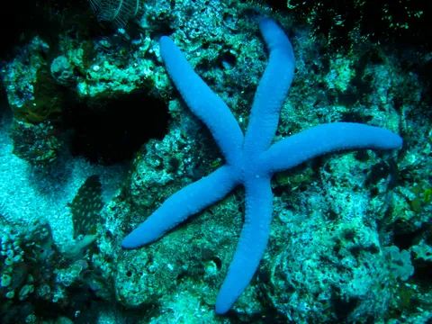 Blue sea star