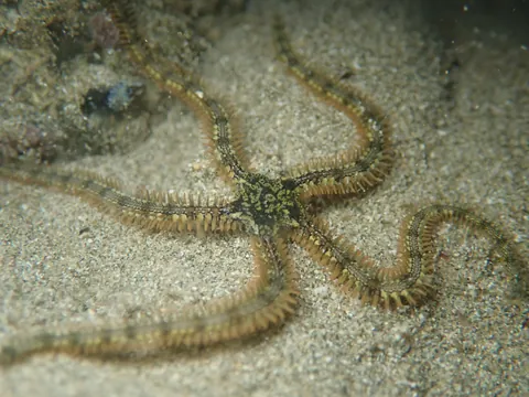 Alexander's Spiny Brittle Star