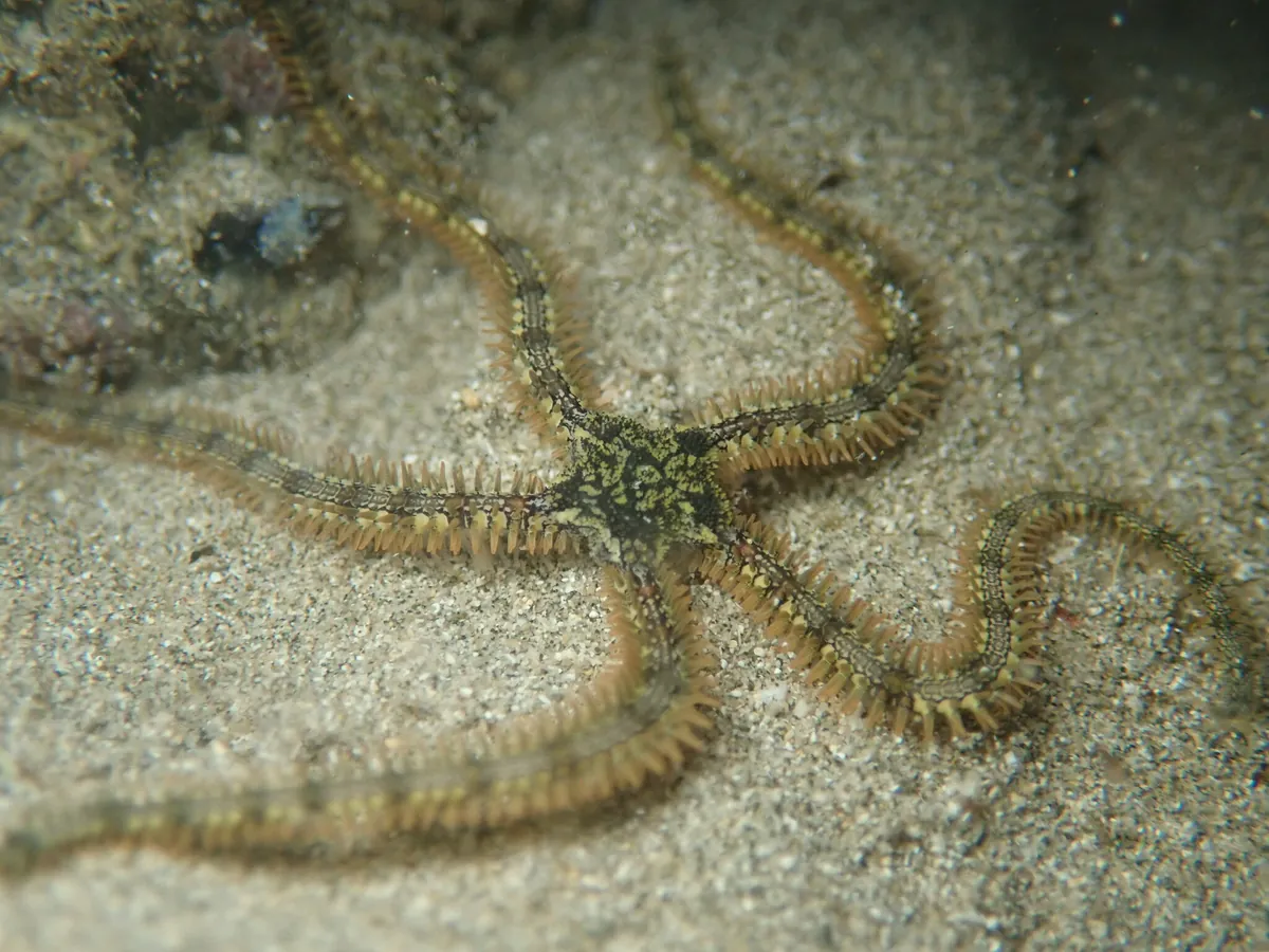 Alexander's Spiny Brittle Star