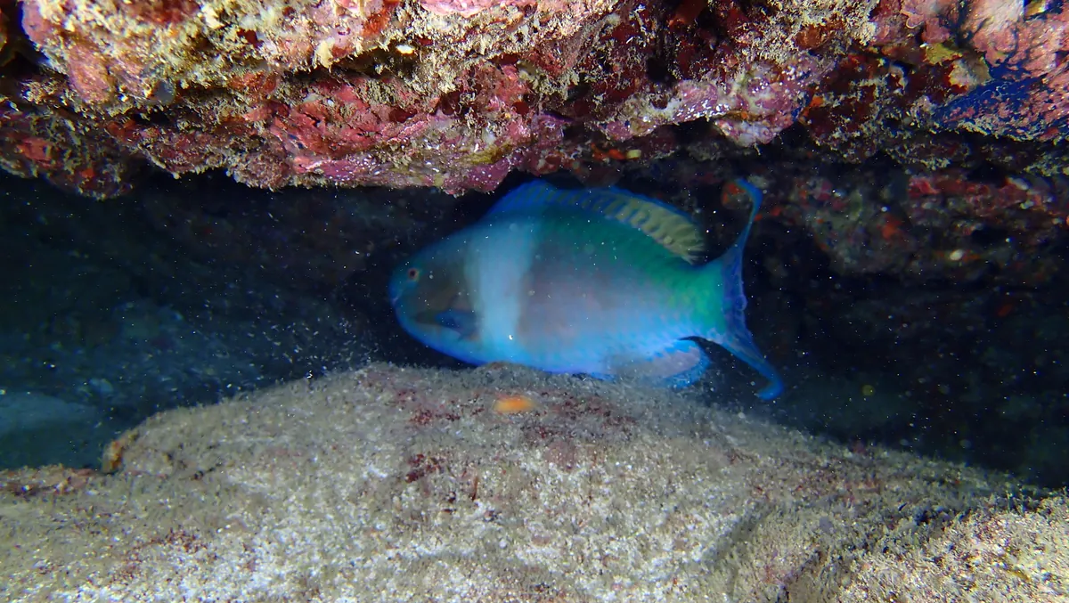 Ember parrotfish