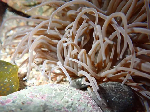 Snakelocks anemone