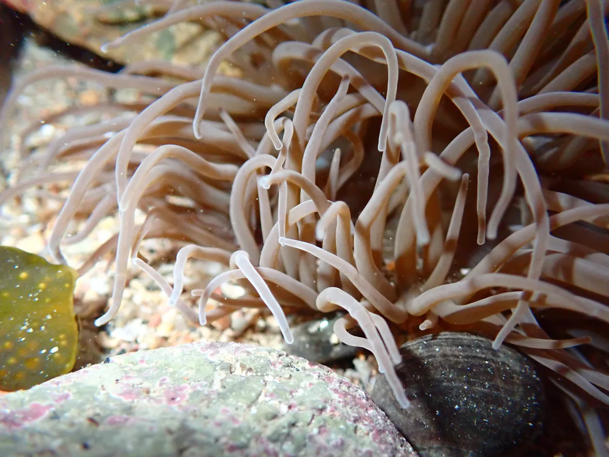 Snakelocks anemone