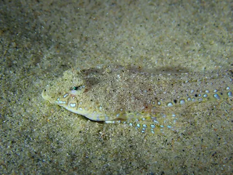 Sailfin dragonet