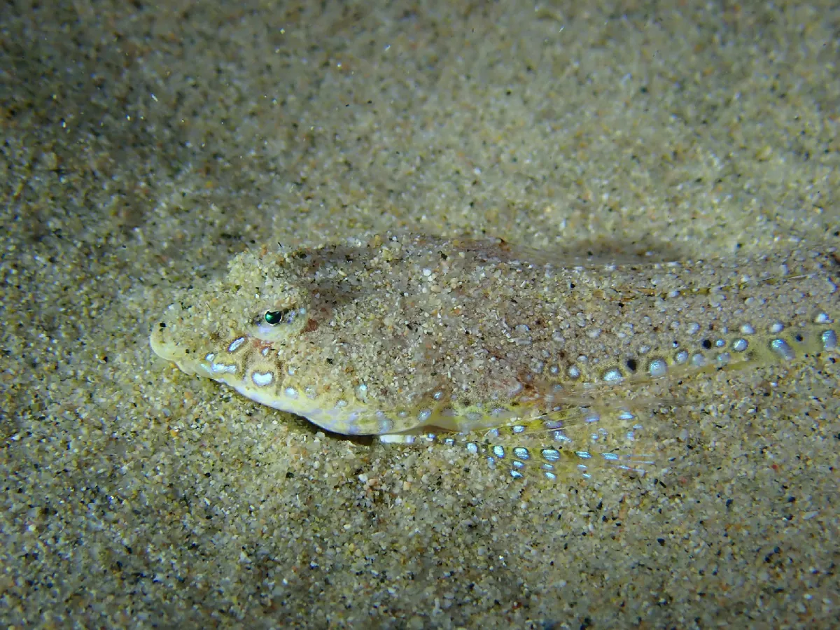 Sailfin dragonet