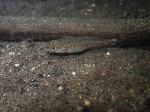 Freshwater bass