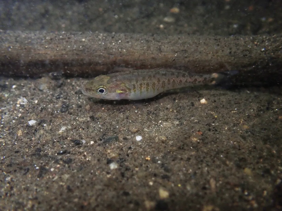 Freshwater bass