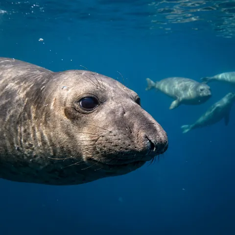 Northern Elephant Seal