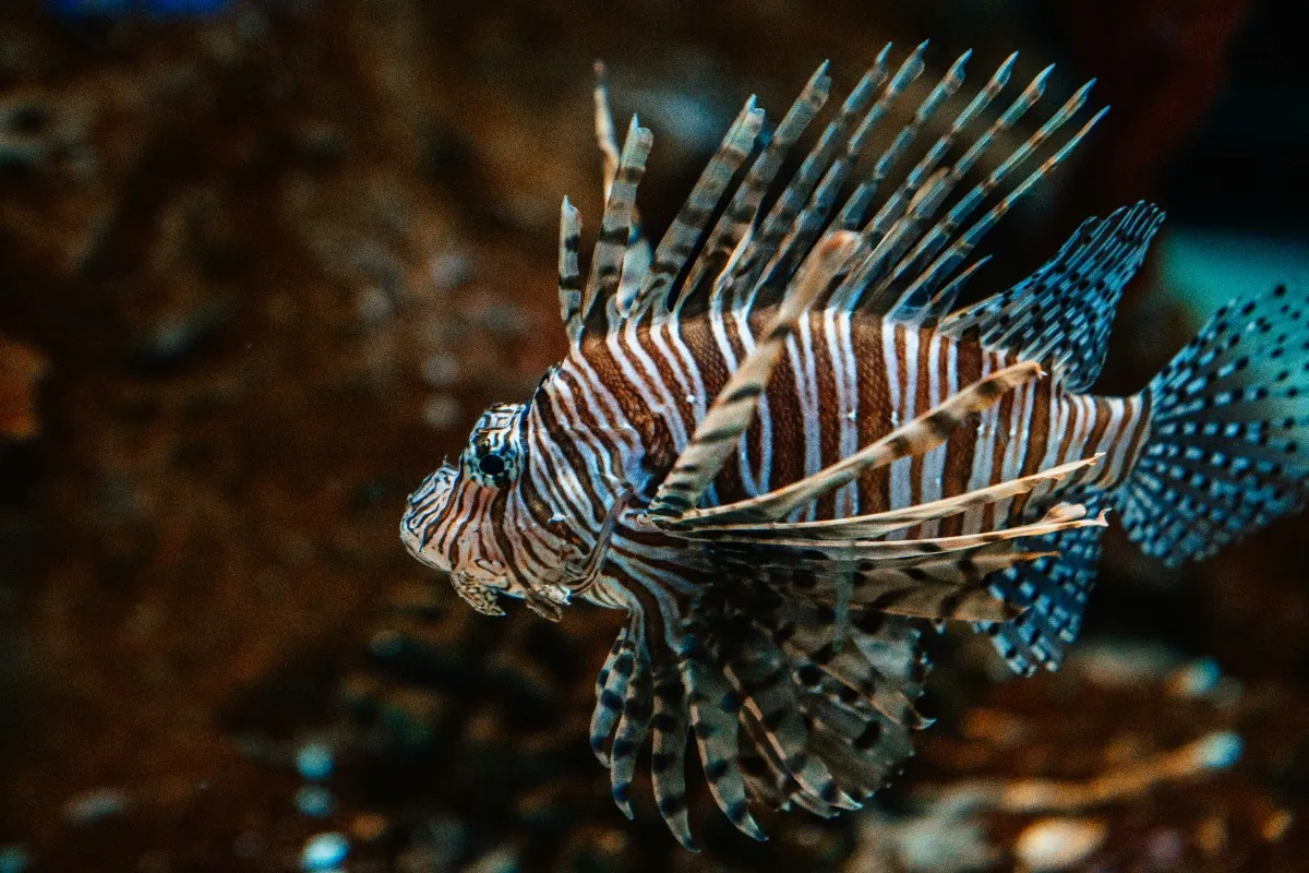 Lionfish