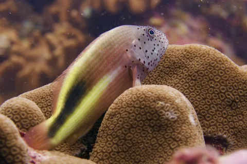 Blackside hawkfish