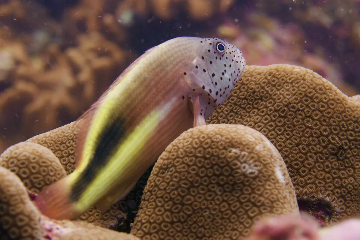 Blackside hawkfish