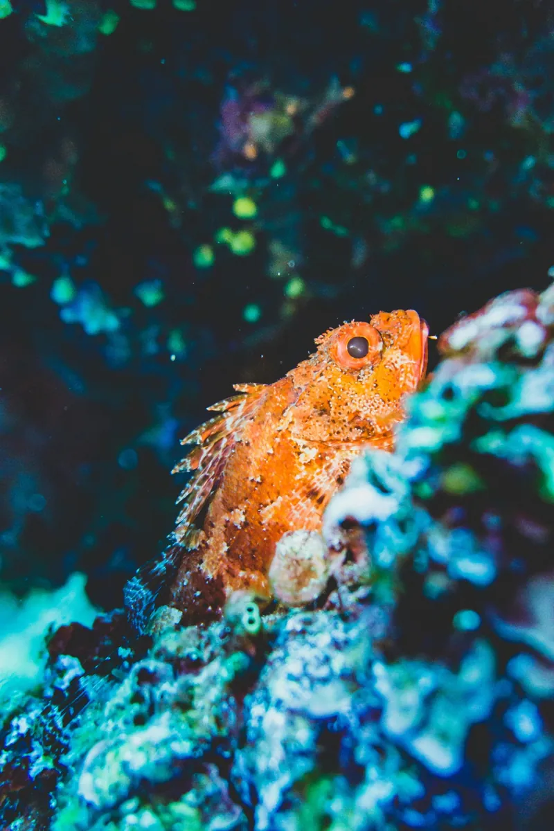 Scorpionfish